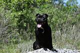 STAFFIE 233